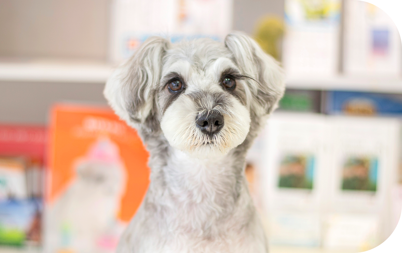 natural dog salon Wish Dog