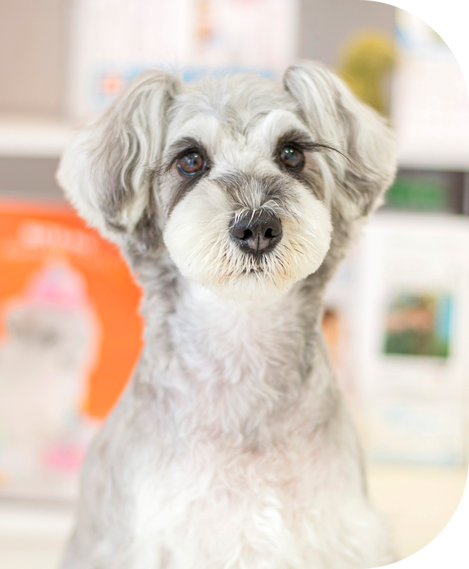 natural dog salon Wish Dog